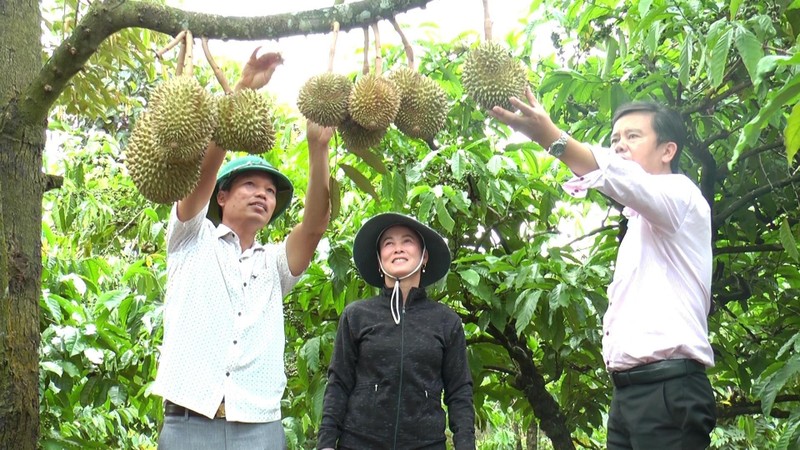 Đắk Nông khuyến cáo người dân cẩn trọng khi mở rộng diện tích sầu riêng