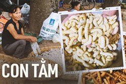 Đặc sản nổi tiếng ở Phú Thọ giá 150 nghìn/kg, ăn có vị bùi, béo ngậy và bổ dưỡng