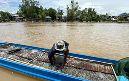Nước về sông Cửu Long tăng 10
